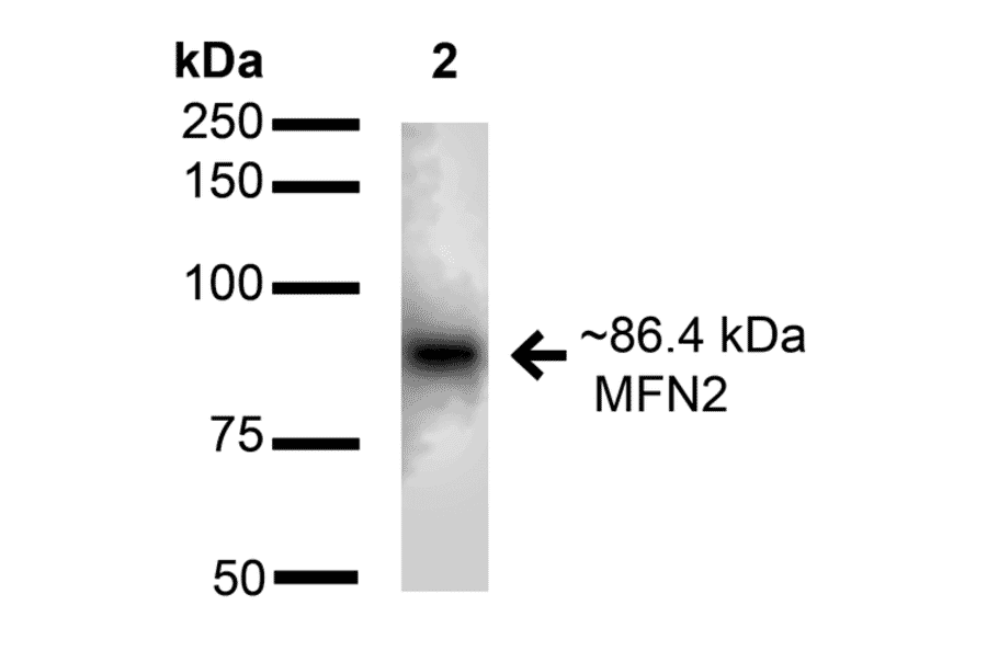 Western Blot - Anti-Mitofusin 2 Antibody (A304895) - Antibodies.com