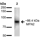 Western Blot - Anti-Mitofusin 2 Antibody (A304895) - Antibodies.com