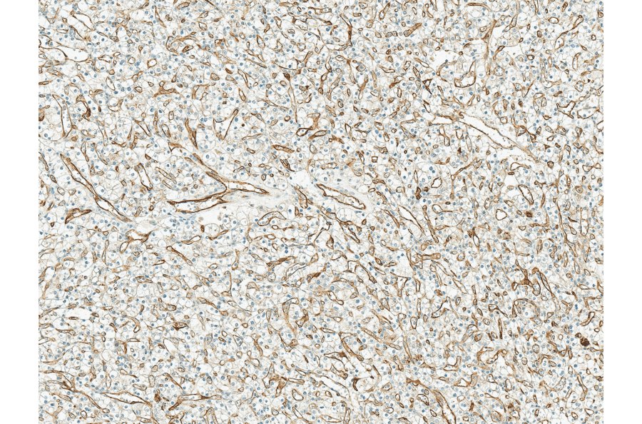 Immunohistochemistry - Anti-Mitofusin 2 Antibody (A304895) - Antibodies.com