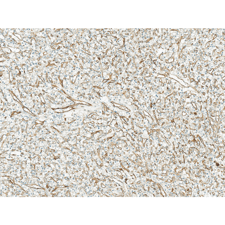 Immunohistochemistry - Anti-Mitofusin 2 Antibody (A304895) - Antibodies.com