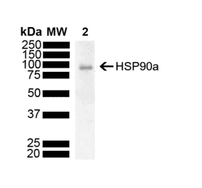 Western Blot - Anti-HSP90 alpha Antibody [M10E3R] (A304896) - Antibodies.com