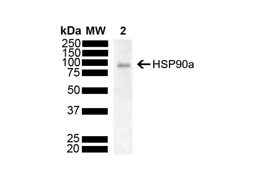 Western Blot - Anti-HSP90 alpha Antibody [M10E3R] (A304896) - Antibodies.com