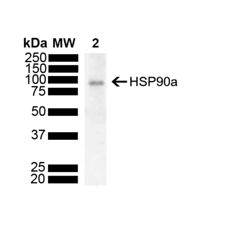 Western Blot - Anti-HSP90 alpha Antibody [M10E3R] (A304896) - Antibodies.com