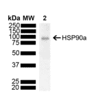 Western Blot - Anti-HSP90 alpha Antibody [M10E3R] (A304896) - Antibodies.com
