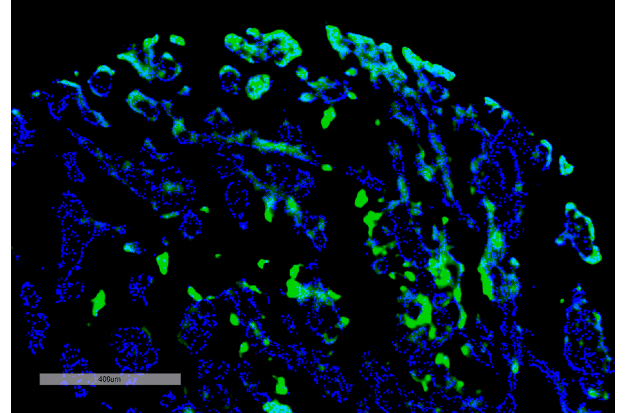 Immunohistochemistry - Anti-Thymidine Glycol Antibody [B29] (A304898) - Antibodies.com