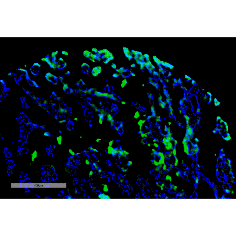 Immunohistochemistry - Anti-Thymidine Glycol Antibody [B29] (A304898) - Antibodies.com