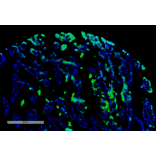 Immunohistochemistry - Anti-Thymidine Glycol Antibody [B29] (A304898) - Antibodies.com