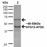 Western Blot - Anti-ATG12 Antibody (A304899) - Antibodies.com