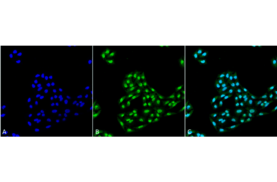 Immunocytochemistry/Immunofluorescence - Anti-ATG12 Antibody (A304899) - Antibodies.com