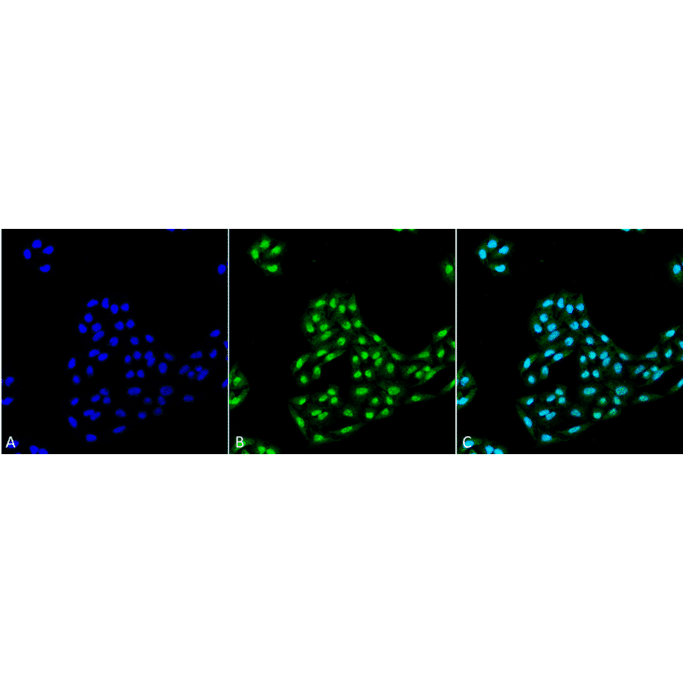 Immunocytochemistry/Immunofluorescence - Anti-ATG12 Antibody (A304899) - Antibodies.com