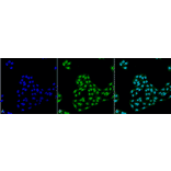 Immunocytochemistry/Immunofluorescence - Anti-ATG12 Antibody (A304899) - Antibodies.com