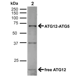 Western Blot - Anti-ATG12 Antibody (A304900) - Antibodies.com
