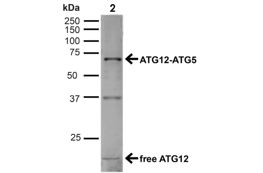 Western Blot - Anti-ATG12 Antibody (A304900) - Antibodies.com