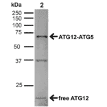 Western Blot - Anti-ATG12 Antibody (A304900) - Antibodies.com