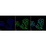 Immunocytochemistry/Immunofluorescence - Anti-ATG12 Antibody (A304900) - Antibodies.com