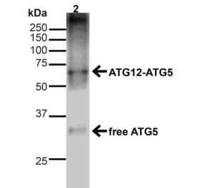 Western Blot - Anti-ATG5 Antibody (A304901) - Antibodies.com