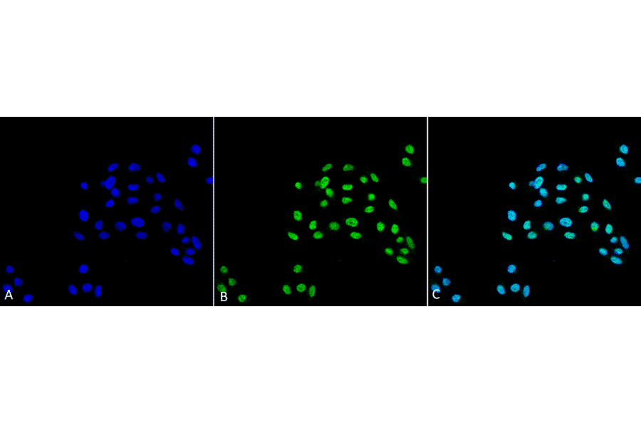 Immunocytochemistry/Immunofluorescence - Anti-ATG5 Antibody (A304902) - Antibodies.com