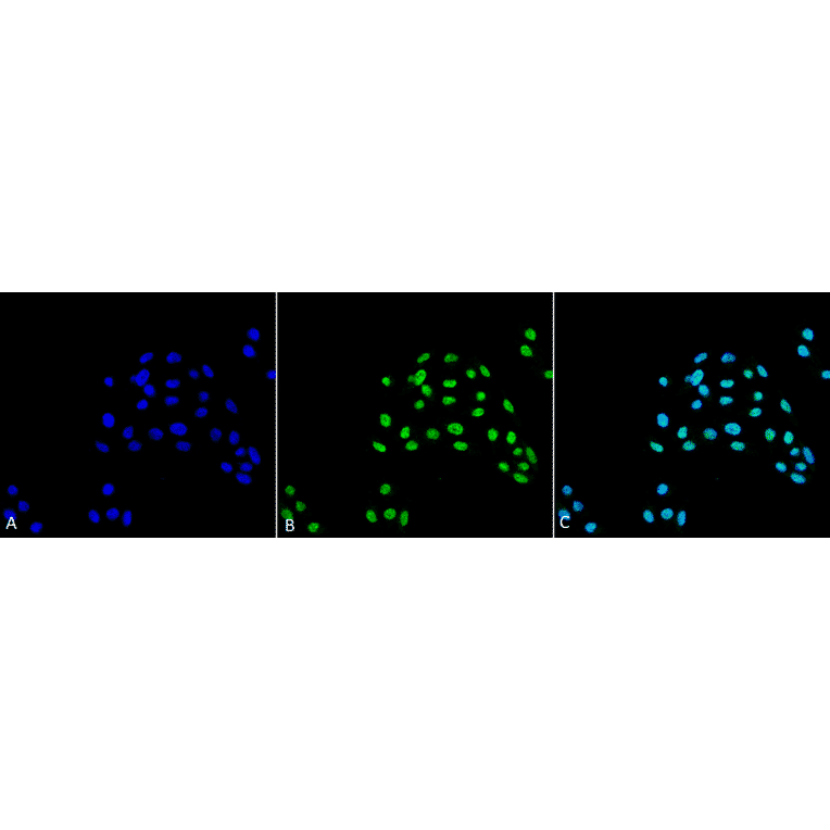Immunocytochemistry/Immunofluorescence - Anti-ATG5 Antibody (A304902) - Antibodies.com