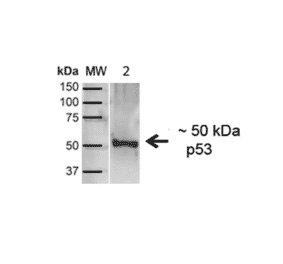Western Blot - Anti-p53 Antibody (A304903) - Antibodies.com
