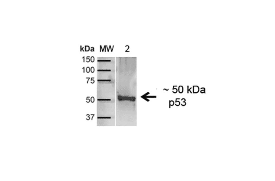 Western Blot - Anti-p53 Antibody (A304903) - Antibodies.com