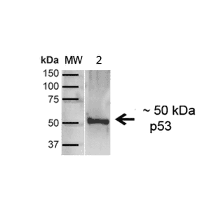 Western Blot - Anti-p53 Antibody (A304903) - Antibodies.com