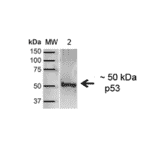 Western Blot - Anti-p53 Antibody (A304903) - Antibodies.com