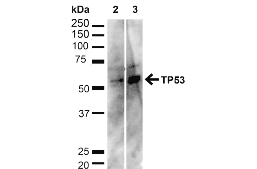 Western Blot - Anti-p53 Antibody (A304903) - Antibodies.com