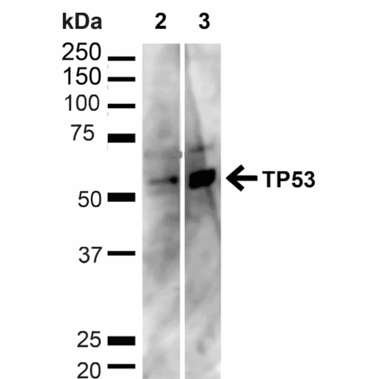 Western Blot - Anti-p53 Antibody (A304903) - Antibodies.com