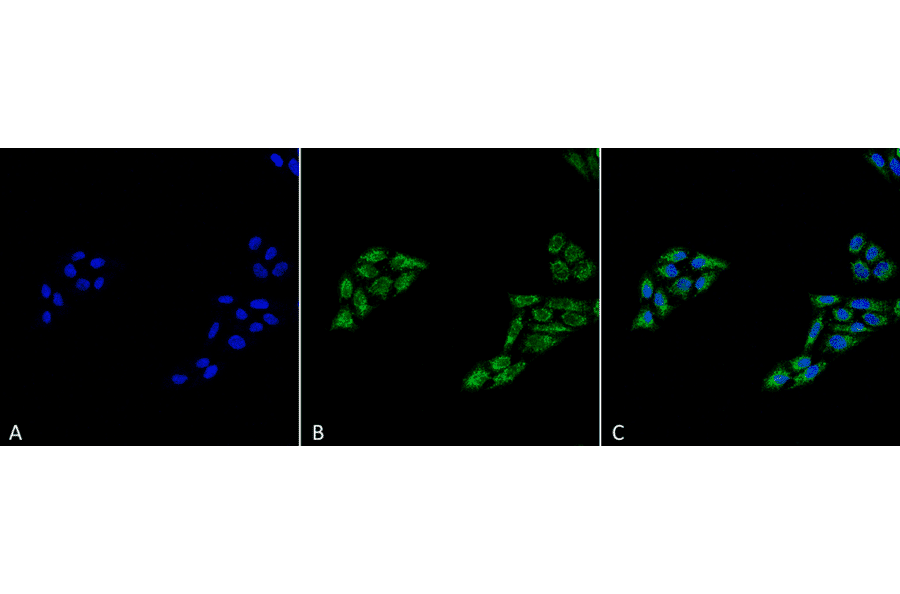 Immunocytochemistry/Immunofluorescence - Anti-p53 Antibody (A304903) - Antibodies.com