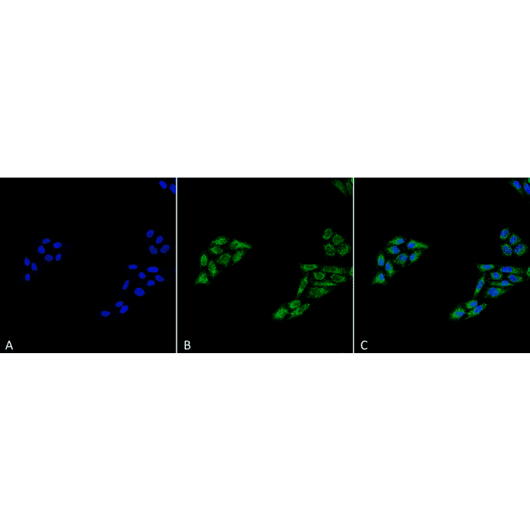 Immunocytochemistry/Immunofluorescence - Anti-p53 Antibody (A304903) - Antibodies.com