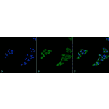 Immunocytochemistry/Immunofluorescence - Anti-p53 Antibody (A304903) - Antibodies.com