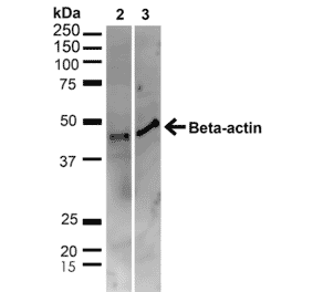Western Blot - Anti-beta Actin Antibody (A304904) - Antibodies.com