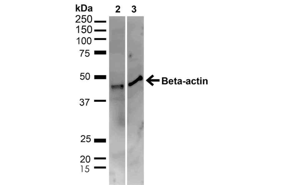 Western Blot - Anti-beta Actin Antibody (A304904) - Antibodies.com