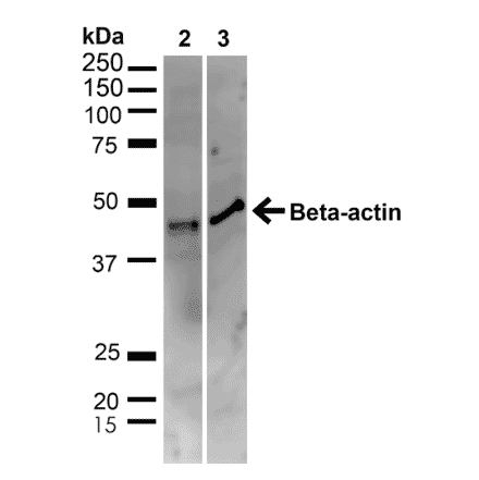 Western Blot - Anti-beta Actin Antibody (A304904) - Antibodies.com