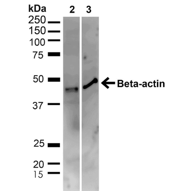 Western Blot - Anti-beta Actin Antibody (A304904) - Antibodies.com