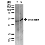 Western Blot - Anti-beta Actin Antibody (A304904) - Antibodies.com