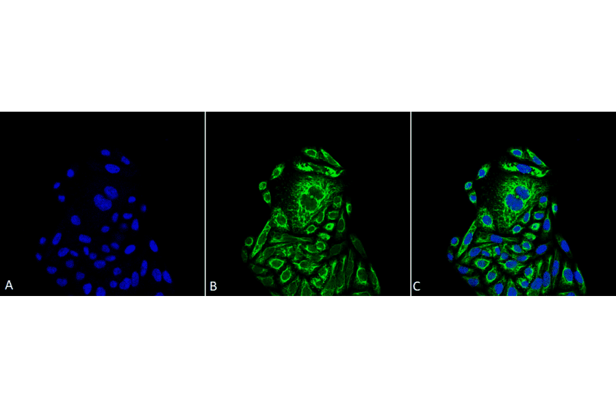 Immunocytochemistry/Immunofluorescence - Anti-beta Actin Antibody (A304904) - Antibodies.com