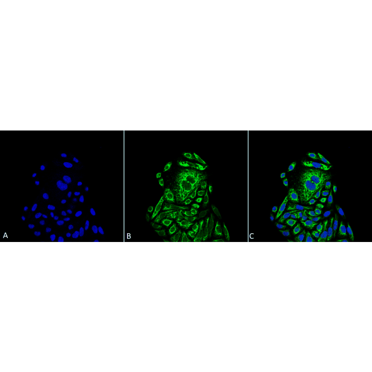 Immunocytochemistry/Immunofluorescence - Anti-beta Actin Antibody (A304904) - Antibodies.com