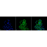 Immunocytochemistry/Immunofluorescence - Anti-beta Actin Antibody (A304904) - Antibodies.com