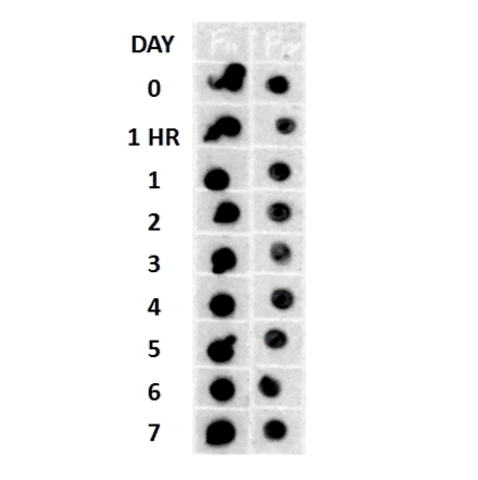 Dot Blot - Anti-Amyloid Fibrils Antibody (A304905) - Antibodies.com