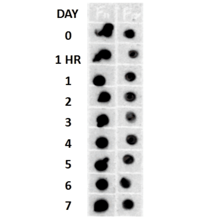 Dot Blot - Anti-Amyloid Fibrils Antibody (A304905) - Antibodies.com