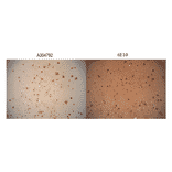 Immunohistochemistry - Anti-Amyloid Fibrils Antibody (A304905) - Antibodies.com