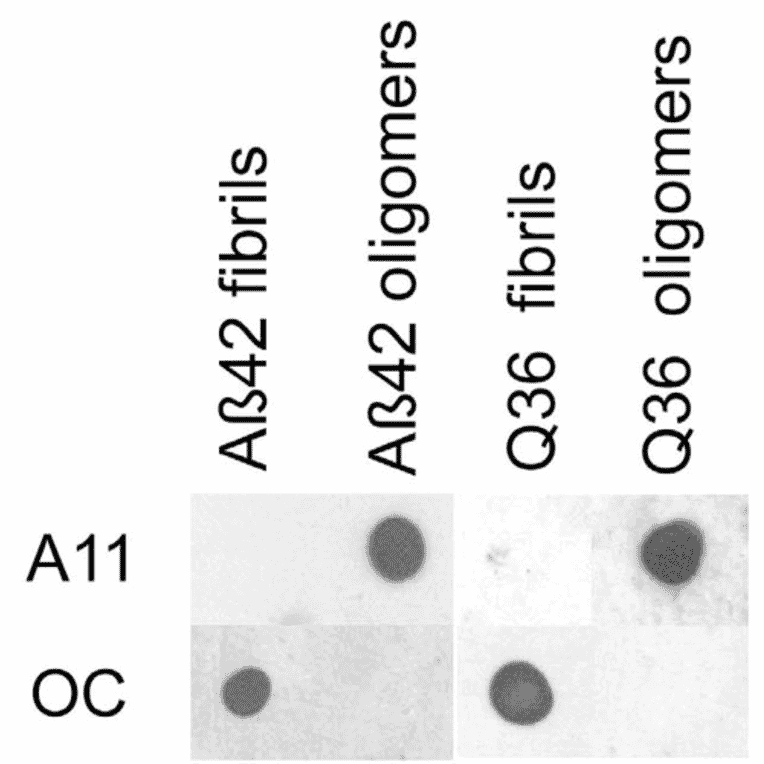 Dot Blot - Anti-Amyloid Fibrils Antibody (A304905) - Antibodies.com