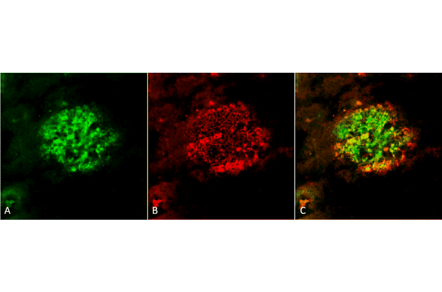 Immunohistochemistry - Anti-Amyloid Fibrils Antibody (A304905) - Antibodies.com