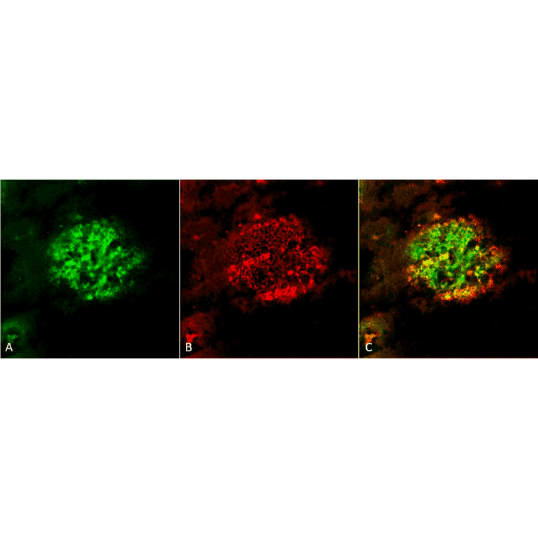 Immunohistochemistry - Anti-Amyloid Fibrils Antibody (A304905) - Antibodies.com