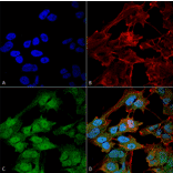 Immunocytochemistry/Immunofluorescence - Anti-ATG9B Antibody (A304906) - Antibodies.com