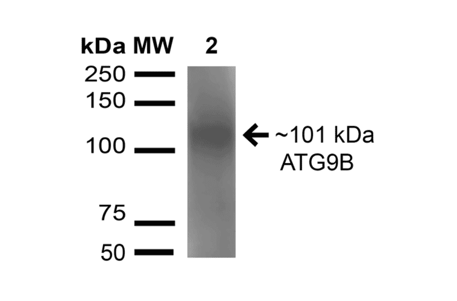 Western Blot - Anti-ATG9B Antibody (A304906) - Antibodies.com