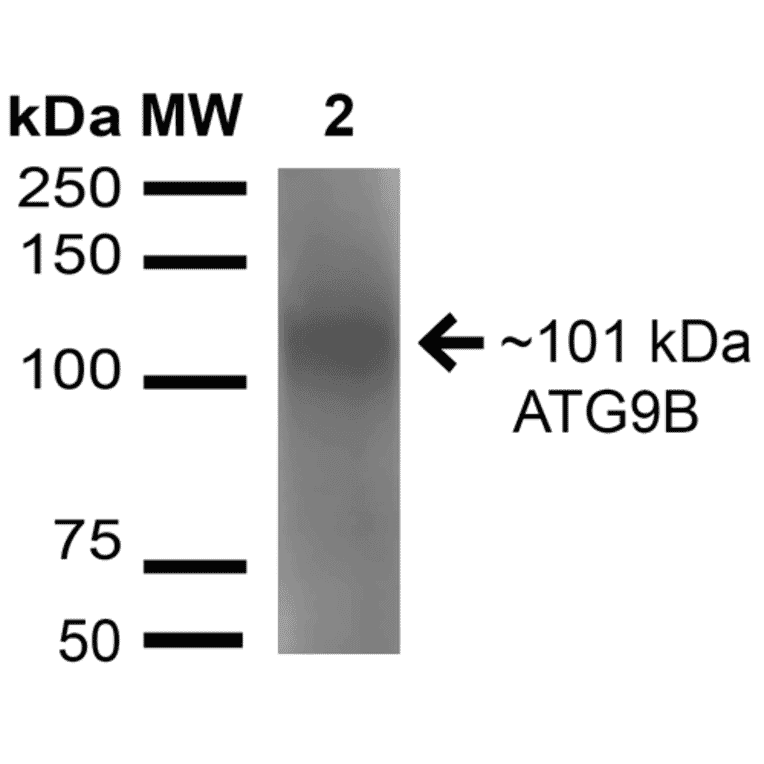 Western Blot - Anti-ATG9B Antibody (A304906) - Antibodies.com