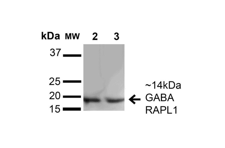Western Blot - Anti-GABARAPL1 Antibody (A304907) - Antibodies.com