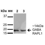 Western Blot - Anti-GABARAPL1 Antibody (A304907) - Antibodies.com
